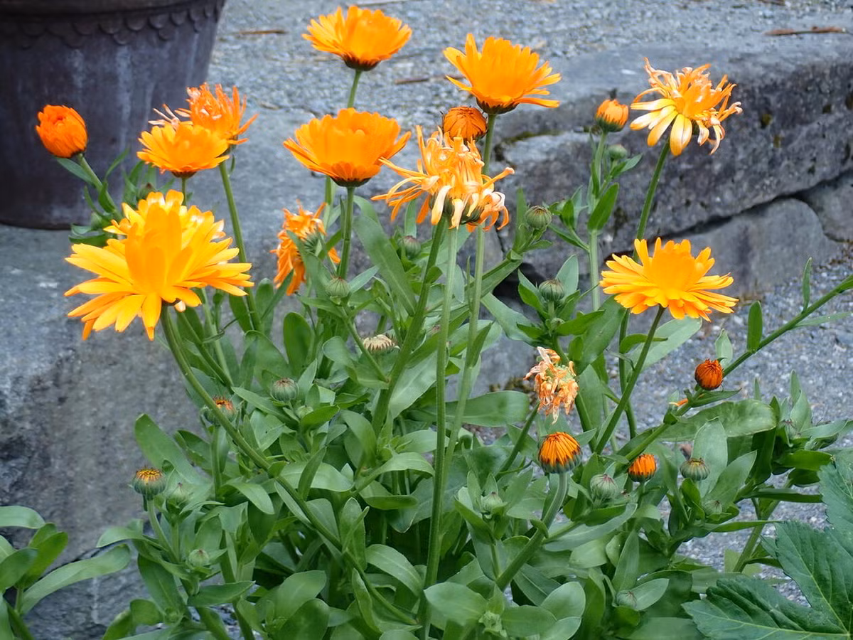 Cúc kim tiền (Calendula officinalis) cao 50 cm, đã được trồng lâu đến mức người ta không còn xác định được nguồn gốc. Tinh chất chiết xuất từ loài cây này được dùng để chữa bệnh về da.
