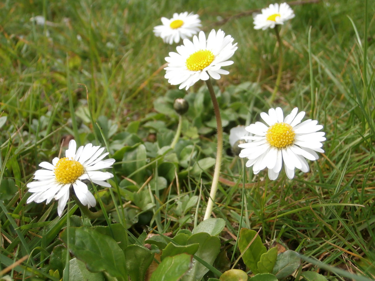 Cúc trắng nhỏ (Bellis perennis) cao 12 cm, có nguồn gốc từ châu Âu và Tây Á. Loài cây thường mọc trên các đồng cỏ và bãi chăn thả này đã được đưa đến hầu khắp thế giới. Chúng thường bị coi là một loài cỏ dại.