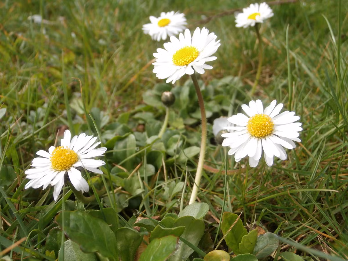 Cúc trắng nhỏ (Bellis perennis) cao 12 cm, có nguồn gốc từ châu Âu và Tây Á. Loài cây thường mọc trên các đồng cỏ và bãi chăn thả này đã được đưa đến hầu khắp thế giới. Chúng thường bị coi là một loài cỏ dại.