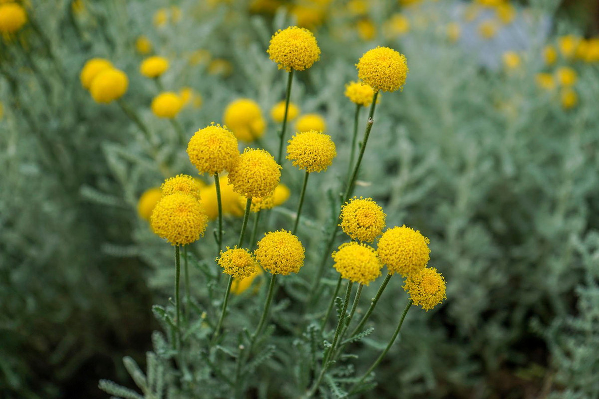 Cúc oải hương lá bạc (Santolina chamaecyparissus) cao 60 cm, mọc trên các sinh cảnh đá khắp vùng Địa Trung Hải. Loài cây này có mùi thơm mạnh, mọc thành bụi, được trồng phổ biến trong các khu vườn.