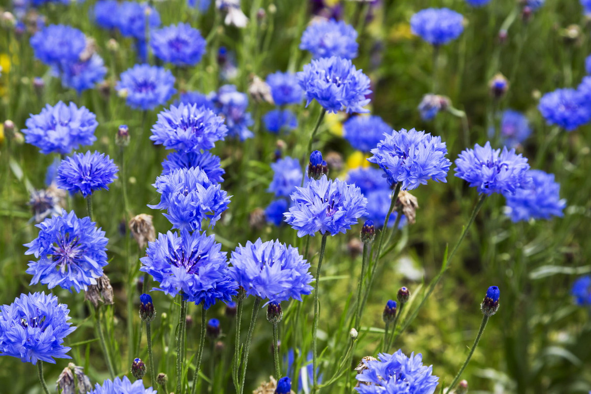 Thanh cúc (Centaurea cyanus) cao 1 mét, là loài thực vật bản địa ở Nam Âu và Tây Á. Chúng là loài cỏ dại có hại cho nông nghiệp trước khi thuốc diệt cỏ xuất hiện. Hoa của chúng được coi là quốc hoa của nước Đức.