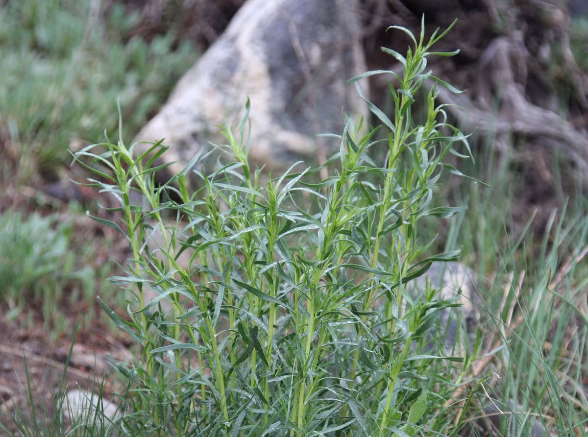 Ngải thơm (Artemisia dracunculus) cao 2 mét, có phân bố ở Đông Nam châu Âu, châu Á và Bắc Mỹ. Lá của loài cây này được dùng làm gia vị, đặc biệt là cho các món cá.