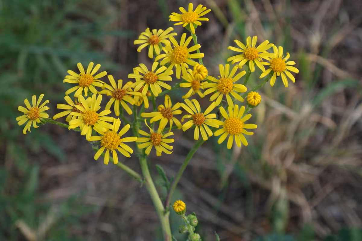Cúc bạc lưỡi chó (Senecio jacobaea) cao 1,5 mét, có nguồn gốc từ châu Âu và Tây Á. Loài cây này đã xâm chiếm các đồng cỏ hầu khắp thế giới. Chúng có độc với vật nuôi trong trang trại.