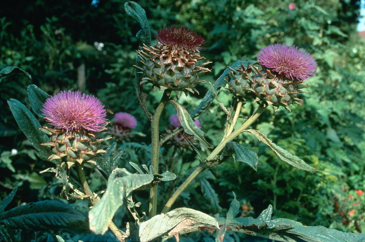 Atisô (Cynara scolymus) cao 2 mét, là thực vật bản địa miền Nam châu Âu (quanh Địa Trung Hải). Loài cây này được trồng để lấy hoa làm rau ăn từ thời Hy Lạp và La Mã cổ đại. Hoa của chúng cũng được dùng để chế biến trà, rượu và làm thuốc.