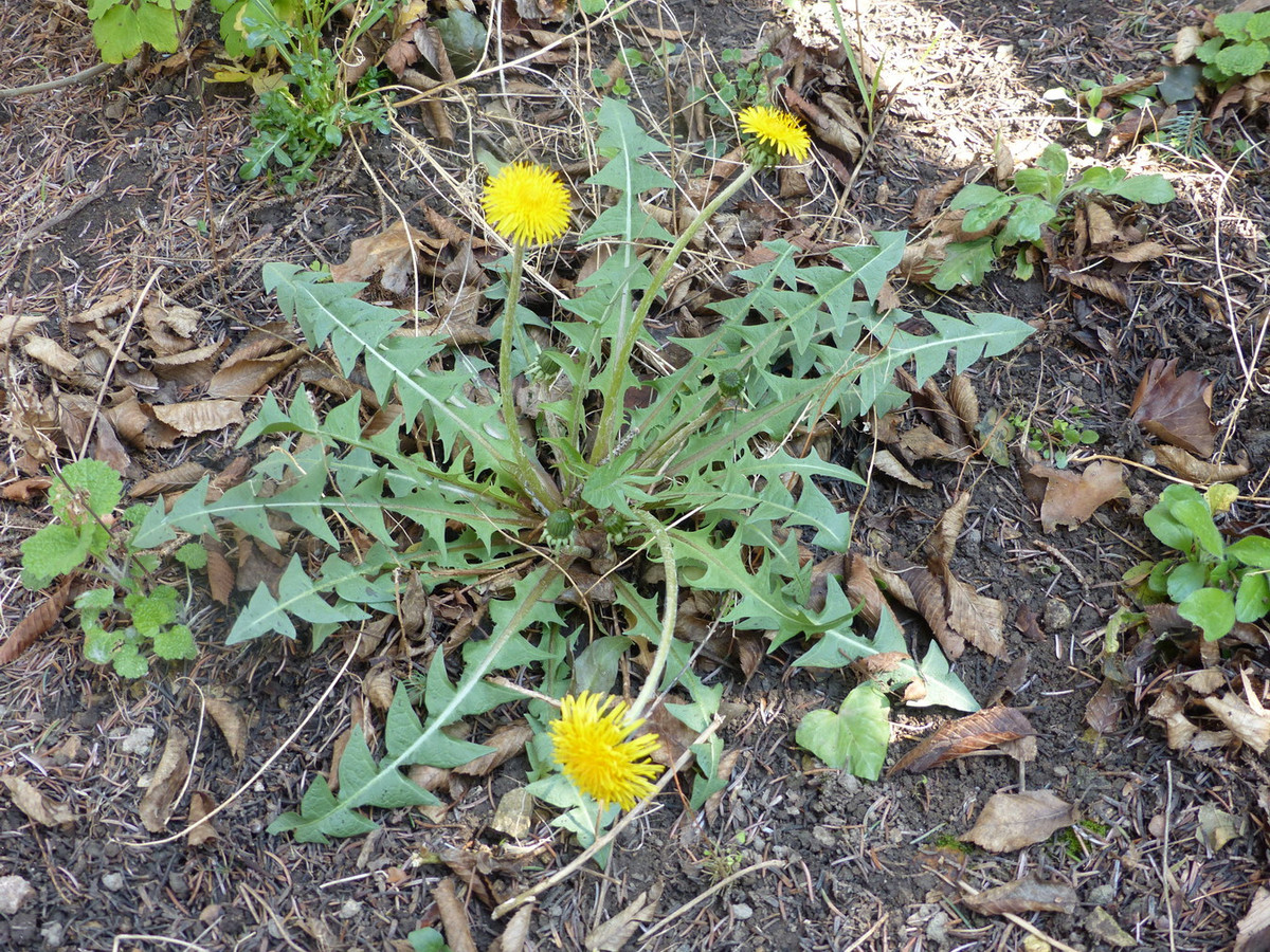 Bồ công anh (Taraxacum officinale) cao 30 cm, phổ biến ở châu Âu và châu Á. Loài cây dại thường gặp này có rất nhiều dạng khác nhau. Chúng nổi tiếng với những bông hoa khô có hình cầu màu trắng, sẽ phát tán hạt khi gió thổi.