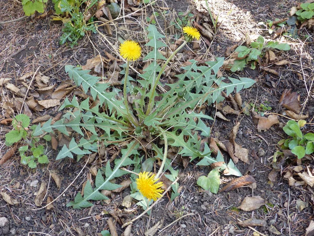 Bồ công anh (Taraxacum officinale) cao 30 cm, phổ biến ở châu Âu và châu Á. Loài cây dại thường gặp này có rất nhiều dạng khác nhau. Chúng nổi tiếng với những bông hoa khô có hình cầu màu trắng, sẽ phát tán hạt khi gió thổi.