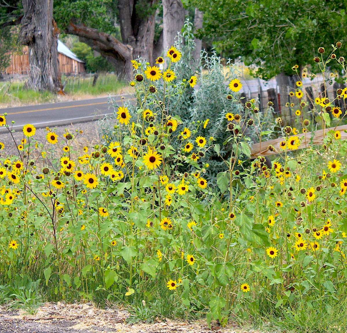 Hướng dương (Helianthus annuus) cao 3,5 mét, có nguồn gốc từ Mexico. Loài cây này được trồng rộng rãi khắp thế giới để làm cảnh và lấy hạt làm thực phẩm. Cây hoang dã có hoa nhỏ và ít hạt hơn nhiều so với các giống thương mại.
