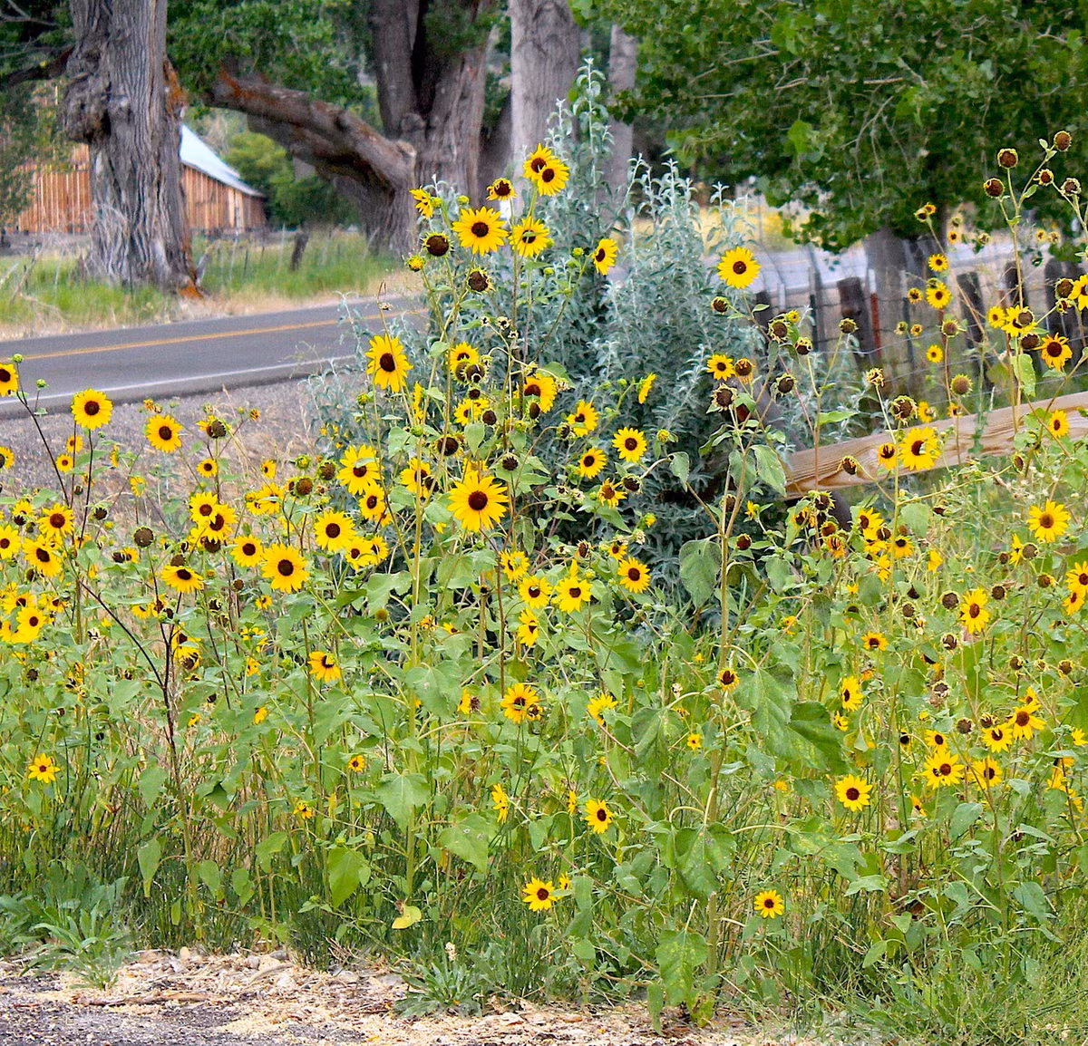 Hướng dương (Helianthus annuus) cao 3,5 mét, có nguồn gốc từ Mexico. Loài cây này được trồng rộng rãi khắp thế giới để làm cảnh và lấy hạt làm thực phẩm. Cây hoang dã có hoa nhỏ và ít hạt hơn nhiều so với các giống thương mại.