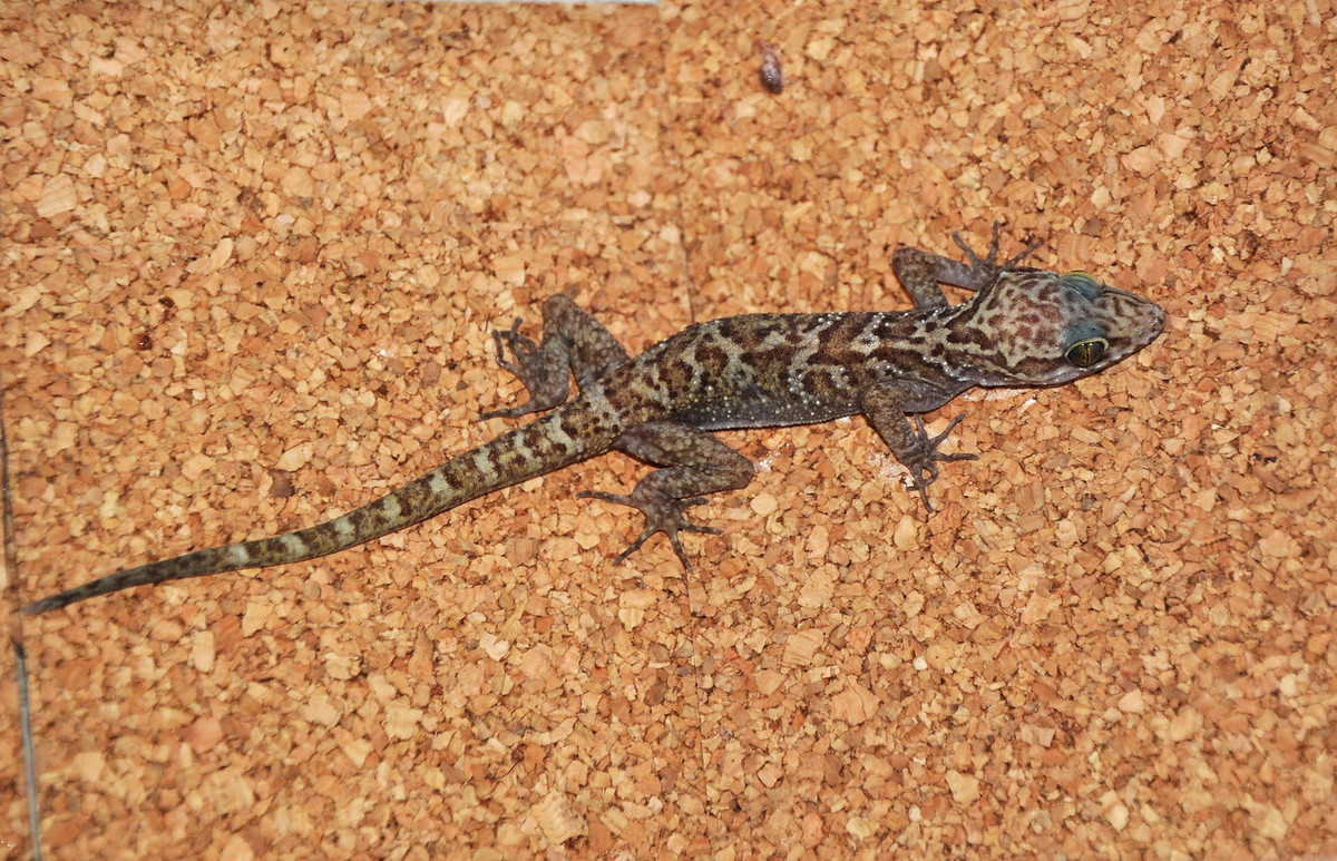 Thằn lằn ngón Côn Đảo (Cyrtodactylus condorensis). Khu vực phân bố: Bà Rịa - Vũng Tàu (Côn Đảo), Cà Mau (Hòn Khoai), Kiên Giang (Hòn Tre, Hòn Sơn). Ảnh: BioLib.