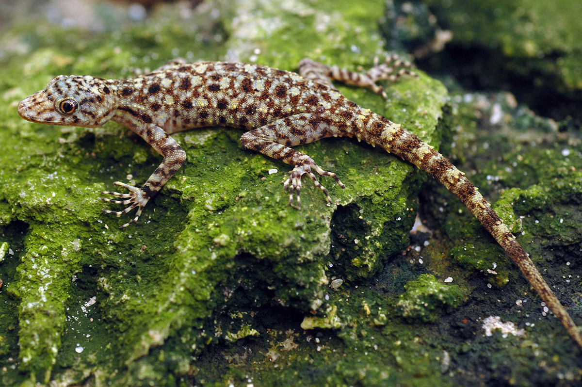 Tắc kè núi Cấm (Cnemaspis nuicamensis). Khu vực phân bố: Loài đặc hữu Việt Nam, mới phát hiện năm 2007 ở khu vực rừng núi đá núi Cấm, tỉnh An Giang. Ảnh: Plazi TreatmentBank.