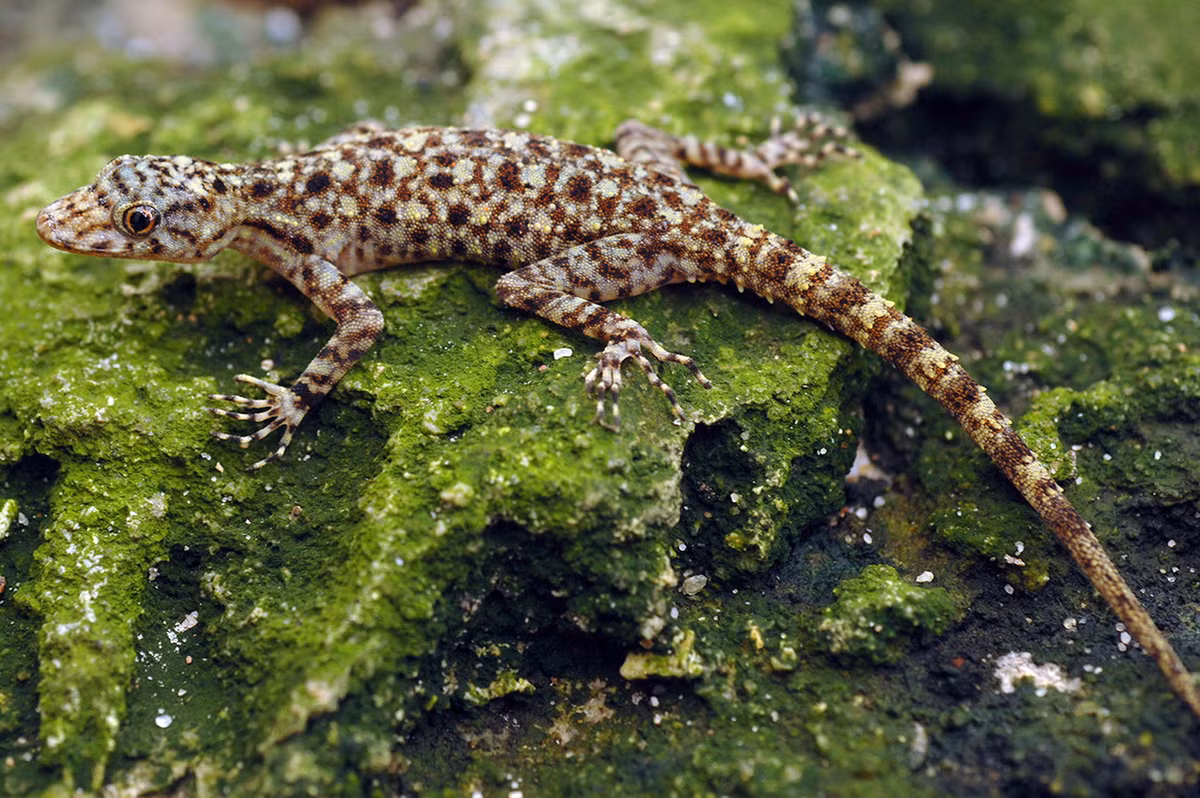 Tắc kè núi Cấm (Cnemaspis nuicamensis). Khu vực phân bố: Loài đặc hữu Việt Nam, mới phát hiện năm 2007 ở khu vực rừng núi đá núi Cấm, tỉnh An Giang. Ảnh: Plazi TreatmentBank.