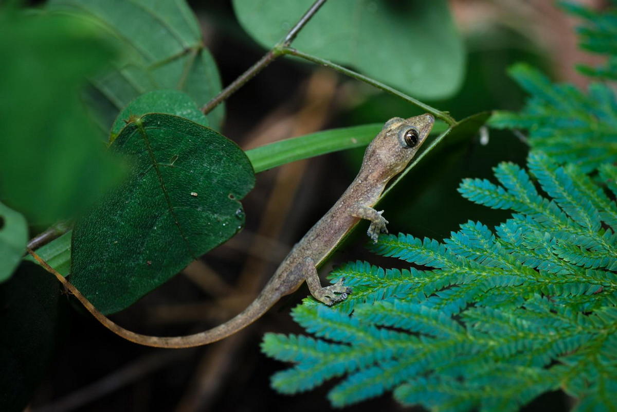 Thạch sùng Garnot (Hemidactylus garnotii). Khu vực phân bố: Từ Trung Trung Bộ đến Nam Bộ. Ảnh: Thai National Parks.