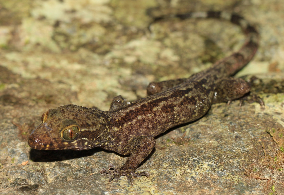 Thằn lằn ngón Phước Bình (Cyrtodactylus phuocbinhensis). Khu vực phân bố: Loài đặc hữu Việt Nam, phát hiện năm 2013 ở VQG Phước Bình, tỉnh Ninh Thuận. Ảnh: Plazi.