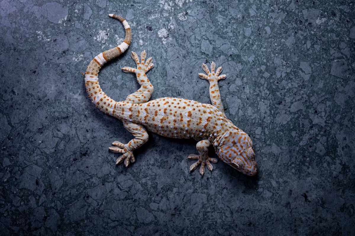 Tắc kè Reevesi (Gekko reevesii). Khu vực phân bố: Vùng núi thuộc các tỉnh phía Bắc giáp với Trung Quốc. Ảnh: Nightcrawler Cult Tumblr.