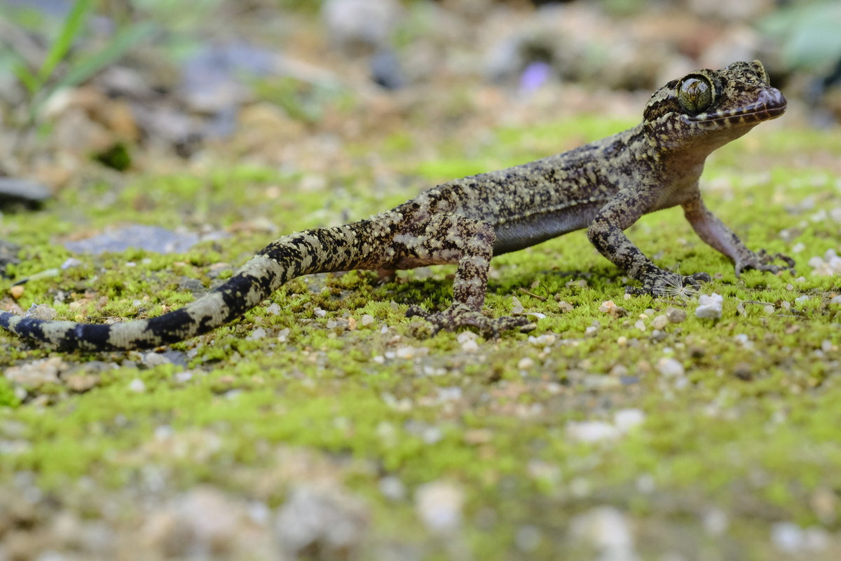Thằn lằn ngón Yang Bay (Cyrtodactylus yangbayensis). Khu vực phân bố: Loài đặc hữu của Việt Nam, được phát hiện ở khu vực thác Yang Bay và Khu BTTN Hòn Bà thuộc tỉnh Khánh Hòa năm 2010. Ảnh: iNaturalist.