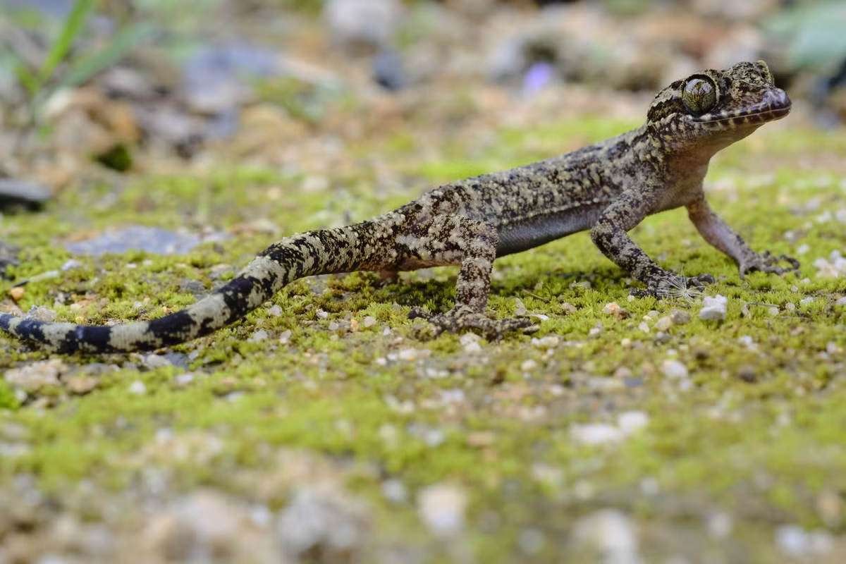 Thằn lằn ngón Yang Bay (Cyrtodactylus yangbayensis). Khu vực phân bố: Loài đặc hữu của Việt Nam, được phát hiện ở khu vực thác Yang Bay và Khu BTTN Hòn Bà thuộc tỉnh Khánh Hòa năm 2010. Ảnh: iNaturalist.