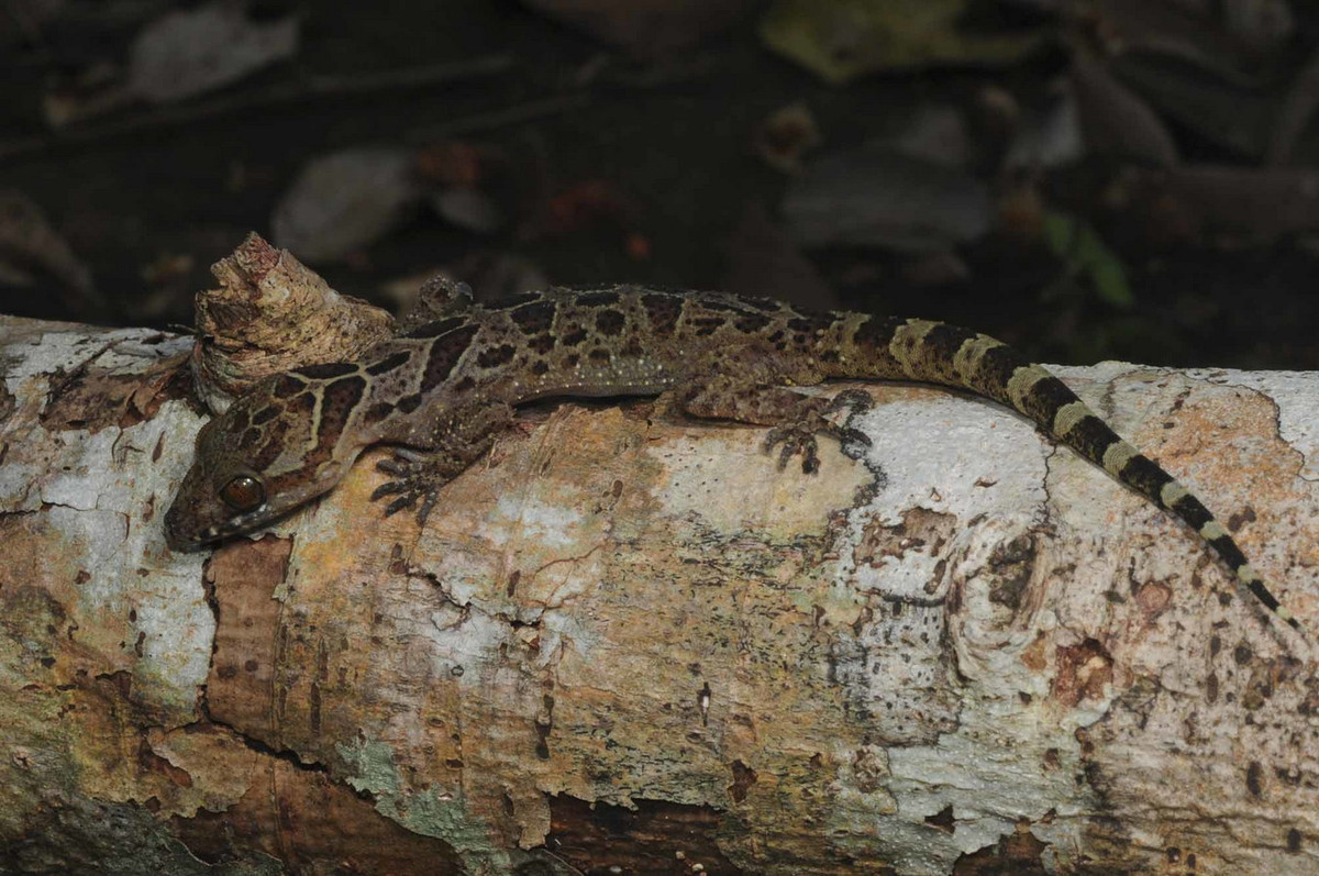 Thằn lằn ngón Bù Gia Mập (Cyrtodactylus bugiamapensis). Khu vực phân bố: Loài đặc hữu của Việt Nam, mới phát hiện ở Bình Phước (VQG Bù Gia Mập) năm 2012. Ảnh: Plazi.