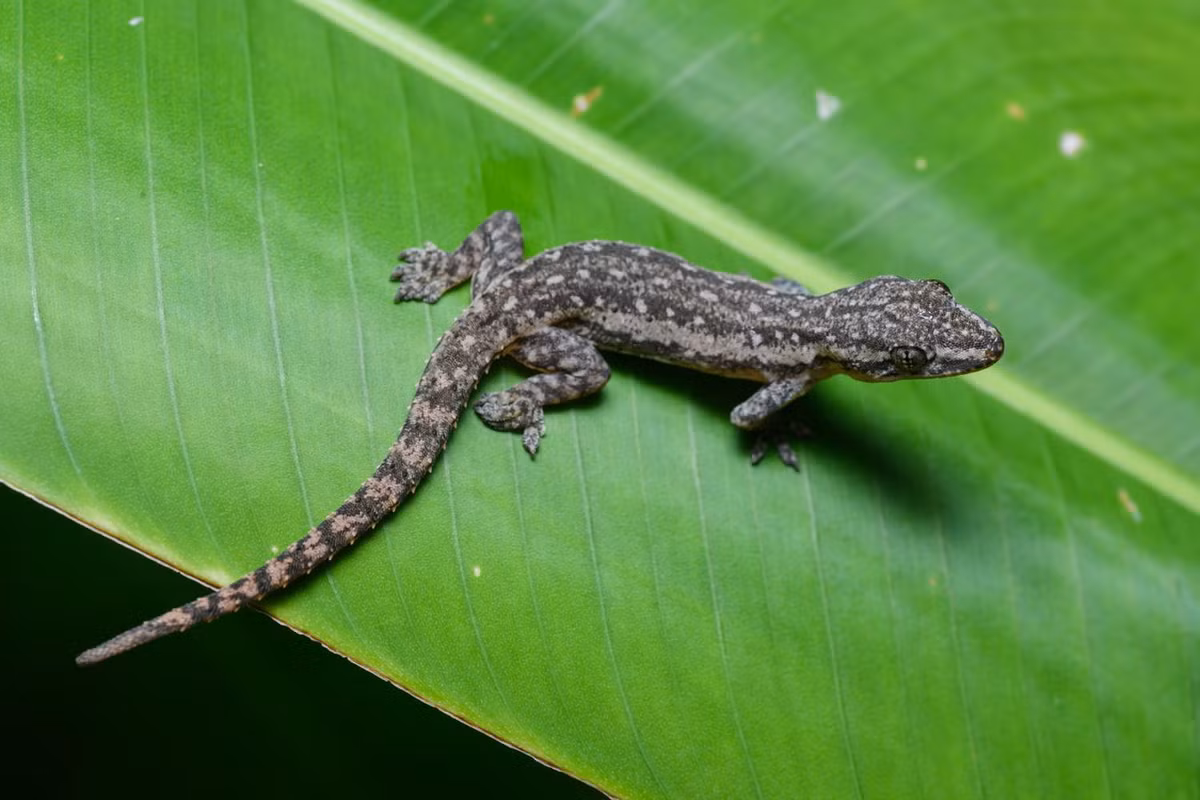 Thạch sùng đuôi sần (Hemidactylus frenatus). Khu vực phân bố: Hầu khắp các tỉnh thành Việt Nam. Ảnh: Thai National Parks.