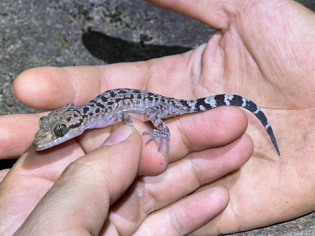 Thằn lằn ngón Thương (Cyrtodactylus thuongae). Khu vực phân bố: Loài đặc hữu của Việt Nam, phát hiện năm 2014 ở núi Bà Đen thuộc tỉnh Tây Ninh. Ảnh: iNaturalist.