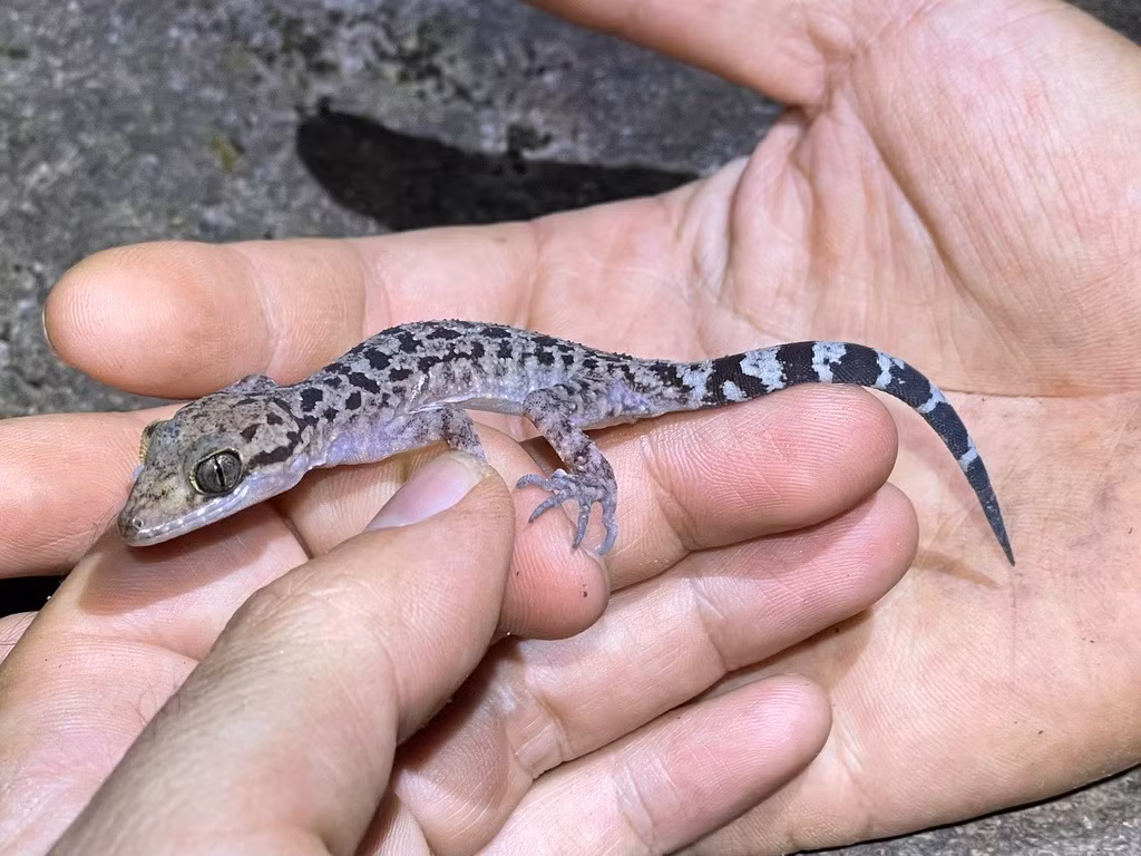 Thằn lằn ngón Thương (Cyrtodactylus thuongae). Khu vực phân bố: Loài đặc hữu của Việt Nam, phát hiện năm 2014 ở núi Bà Đen thuộc tỉnh Tây Ninh. Ảnh: iNaturalist.