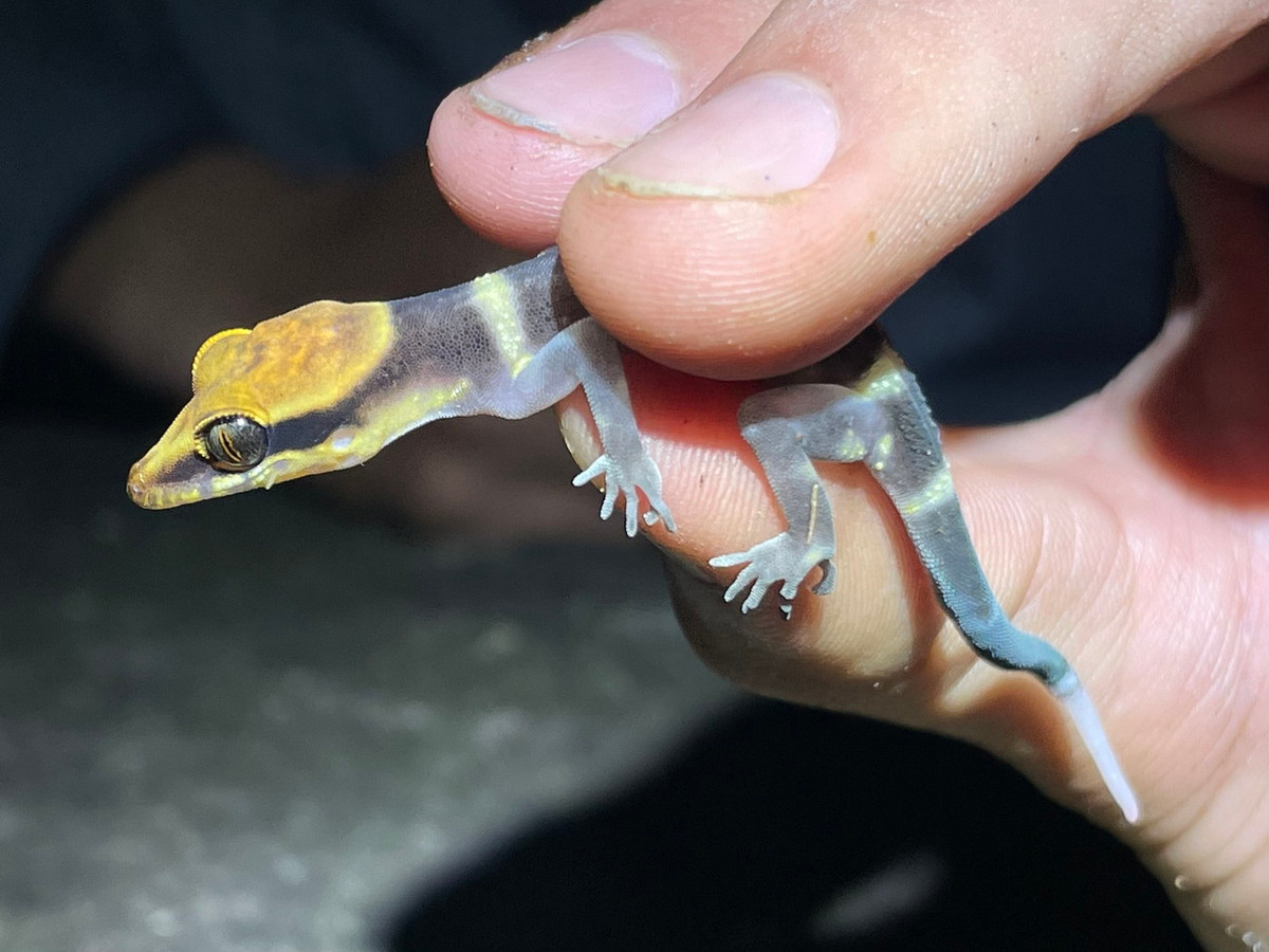 Thằn lằn ngón Bà Đen (Cyrtodactylus badenensis). Khu vực phân bố: Loài này được phát hiện năm 2006, thu mẫu ở núi Bà Đen, huyện Tân Châu, huyện Dương Minh Châu và thị xã Tây Ninh, tỉnh Tây Ninh. Ảnh: iNaturalist.