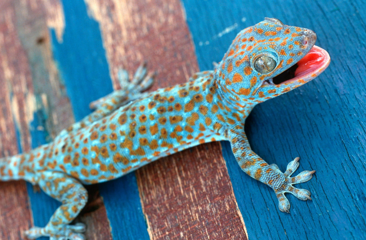  Tắc kè (Gecko gecko). Khu vực phân bố: Khắp cả nước, đặc biệt là các vùng trung du và miền núi. Ảnh: Australian Geographic.