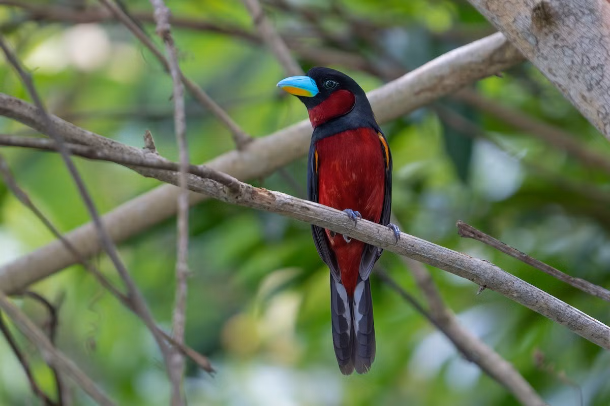  Mỏ rộng đỏ (Cymbirhynchus macrorhynchos) dài 21-24 cm, là loài định cư, không phổ biến đến tương đối phổ biến tại Nam Bộ, có thể quan sát ở VQG Cát Tiên, khu BTTN Vĩnh Cửu.