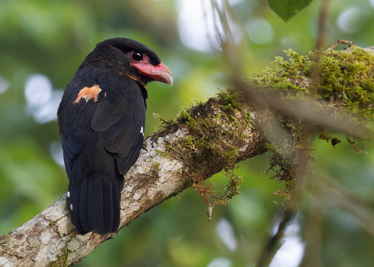 Mỏ rộng đen (Corydon sumatranus) dài 25-29 cm, là loài định cư, không phổ biến tại Trung Bộ, tương đối phổ biến tại Nam Bộ, có thể gặp tại VQG Cát Tiên, khu BTTN Vĩnh Cửu.