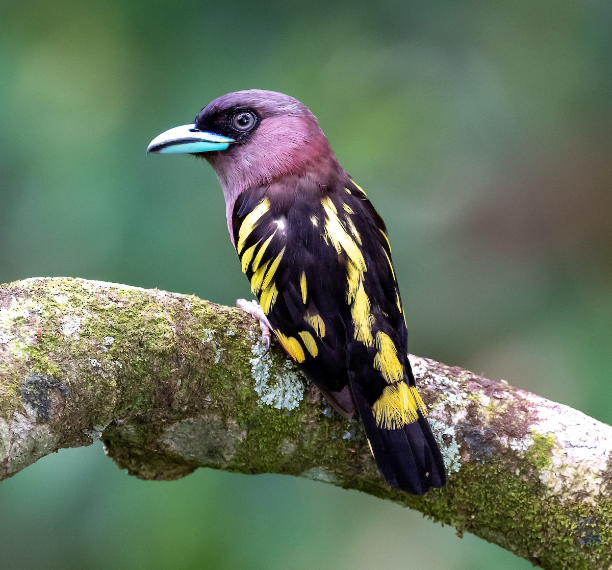 Mỏ rộng hồng (Eurylaimus javanicus) dài 21-24 cm, là loài định cư, không phổ biến tại Nam Trung Bộ và Nam Bộ, có thể gặp ở VQG Cát Tiên, khu BTTN Vĩnh Cửu.