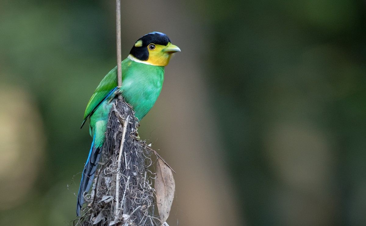 Mỏ rộng xanh (Psarisomus dalhousiae) dài 14-27 cm, là loài định cư, không phổ biến đến tương đối phổ biến trong cả nước (trừ Nam Bộ), có thể gặp ở VQG Tam Đảo, Ba Vì, Cúc Phương, Bạch Mã, Chư Yang Sin.