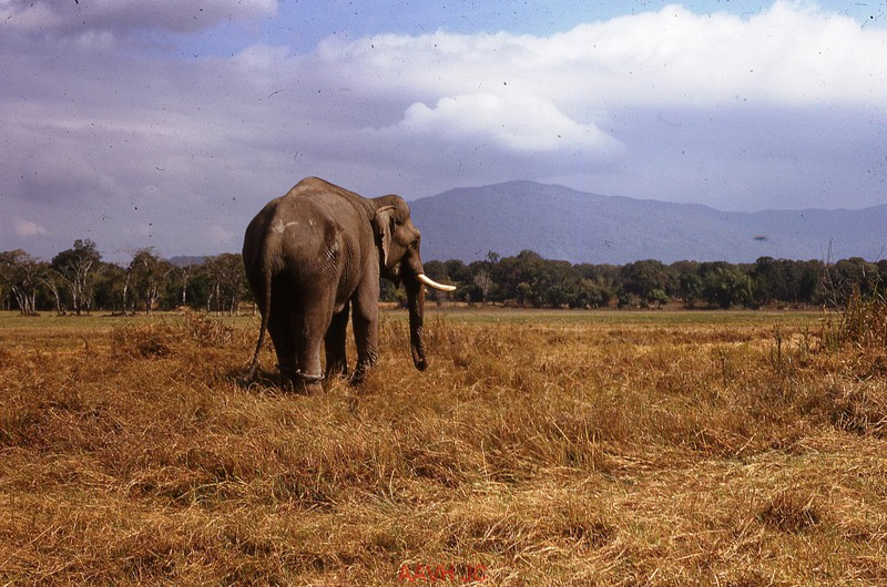 Con voi nhà ở Buôn Ma Thuột.