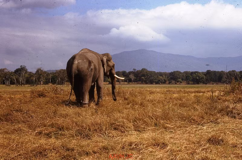 Con voi nhà ở Buôn Ma Thuột.