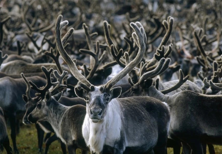 Nhung chiec sung va gac an tuong trong the gioi dong vat-Hinh-3