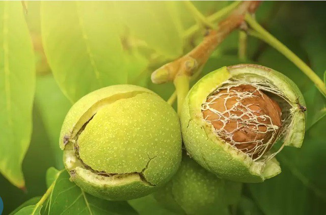 Loai qua la khac tinh cua benh K, tot cho xuong khop, tim mach