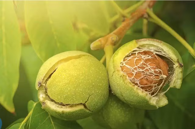 Loai qua la khac tinh cua benh K, tot cho xuong khop, tim mach