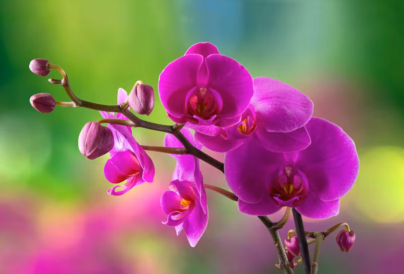 Nguoi sinh vao 5 ngay Am lich khong ngai kho khan, ve sau no du-Hinh-2