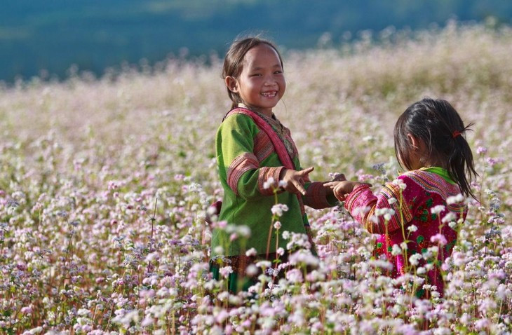 Ngam hoa tam giac mach o noi nao… dep nhat Viet Nam-Hinh-4