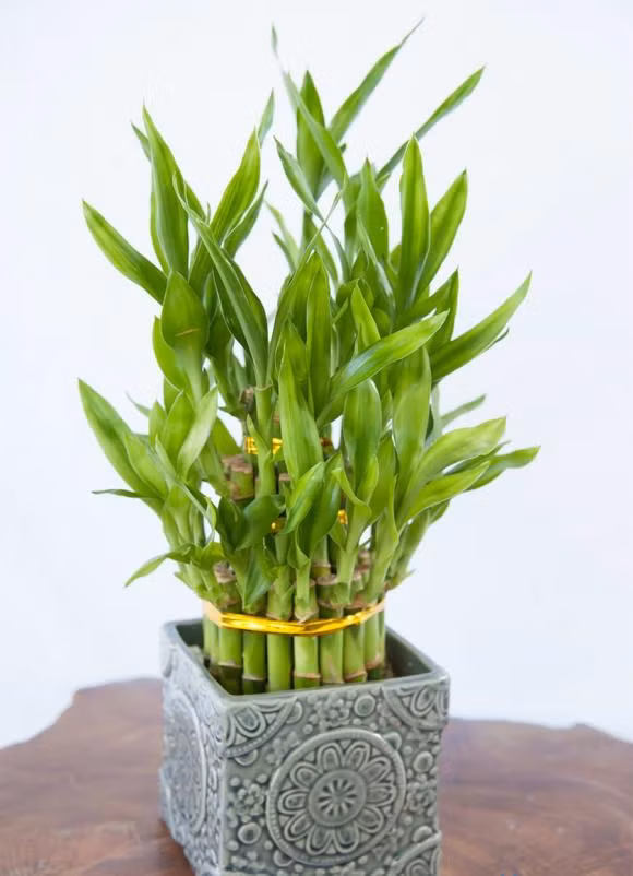 5 loai cay dat tren ban tho giup gia chu may man, giau nhanh-Hinh-4