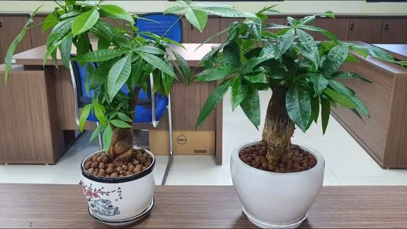 5 loai cay dat tren ban tho giup gia chu may man, giau nhanh