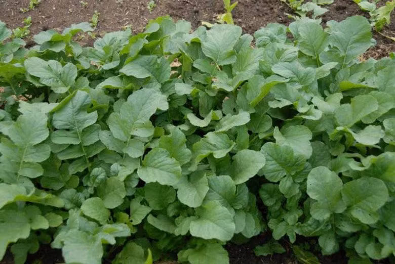 Loai cu re tien, nguoi Nhat coi nhu mon “truong sinh”-Hinh-2