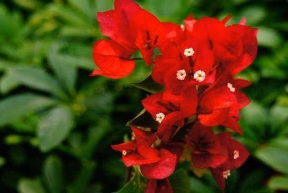 4 con so sinh nhat “than thanh