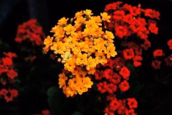 4 con so sinh nhat “than thanh