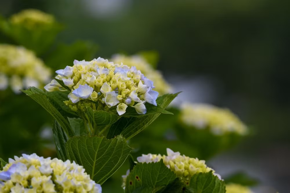 Nguoi sinh vao 5 ngay Am lich nay, thang 10 xoe tay hai loc vang-Hinh-3