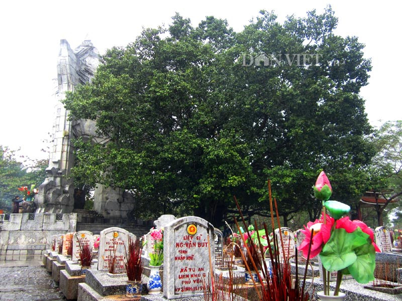  Cây to trồng ở nghĩa trang: Ở nghĩa trang, bạn có thể dọn dẹp cỏ khu mộ phần nhà mình nhưng đừng vô cớ chặt cây lớn như cây tùng, cây bách, cây thông... Khi chôn cất người thân, người xưa thường trồng cây bên cạnh mộ như thông, bách, đại, hoa gạo... 