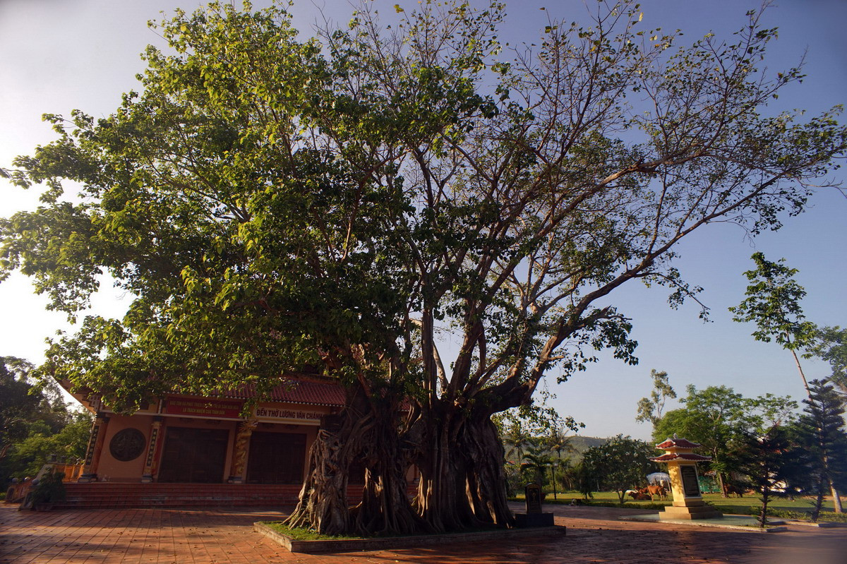  Do đó nếu tự ý chặt cây ở nghĩa địa thì là bất kính tổ tiên hoặc xâm phạm mồ mà nhả khác. Điều đó sẽ dẫn tới phạm tâm linh phong thủy nên sẽ thành đại kỵ. Khi thấy cây to quá rậm rạp chỉ nên cắt tỉa. Khi bắt buộc phải chặt cây để sang sửa xây lại mộ, nghĩa địa thì phải dâng lễ cúng thắp hương bày tỏ rõ thành ý và lý do rồi mới được chặt hoặc di chuyển cây.