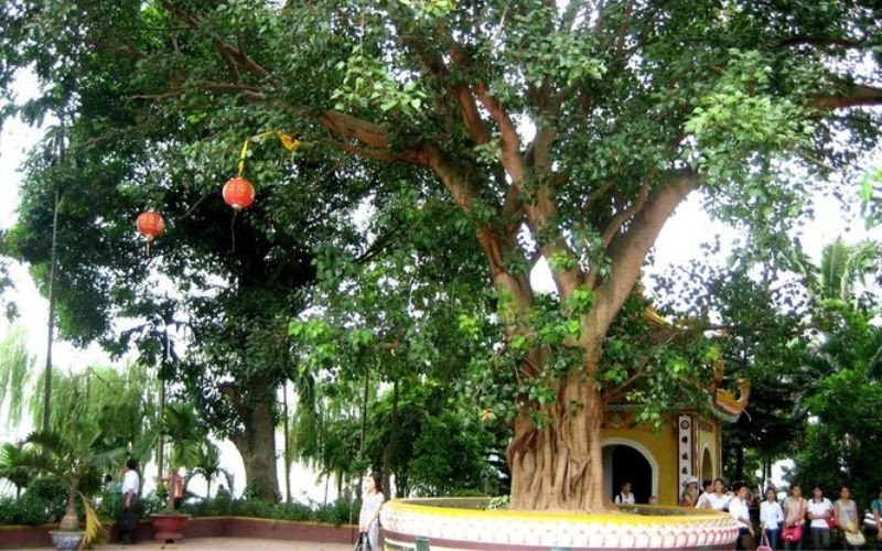  Cành lá tươi tốt của chúng không chỉ che mát, che mưa che nắng cho lăng mộ mà còn tượng trưng cho sự kế thừa liên tục của truyền thống gia đình và văn hóa hiếu thảo. Cây bên mộ còn để linh hồn trú ngụ và cũng là để tưởng niệm. 