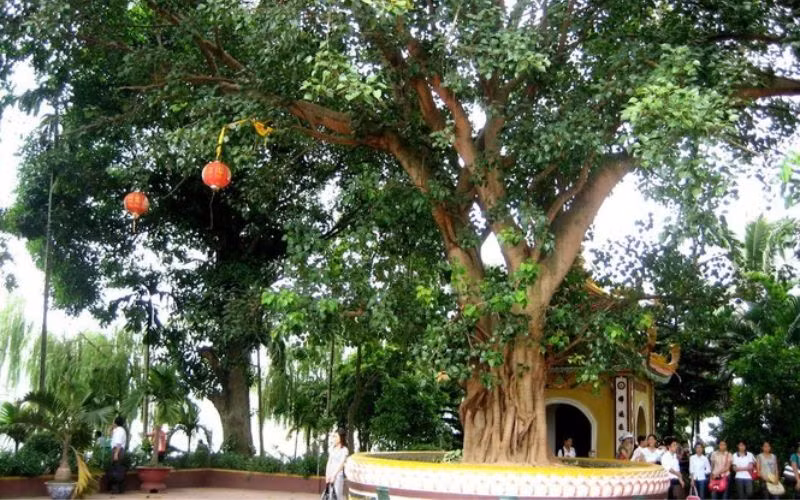  Cành lá tươi tốt của chúng không chỉ che mát, che mưa che nắng cho lăng mộ mà còn tượng trưng cho sự kế thừa liên tục của truyền thống gia đình và văn hóa hiếu thảo. Cây bên mộ còn để linh hồn trú ngụ và cũng là để tưởng niệm. 