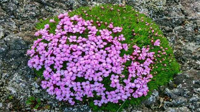 Những cơn gió chết người, cái giá lạnh khắc nghiệt và tình trạng thiếu dưỡng chất ở vùng cực là thử thách lớn đối với cây cối nơi đây.