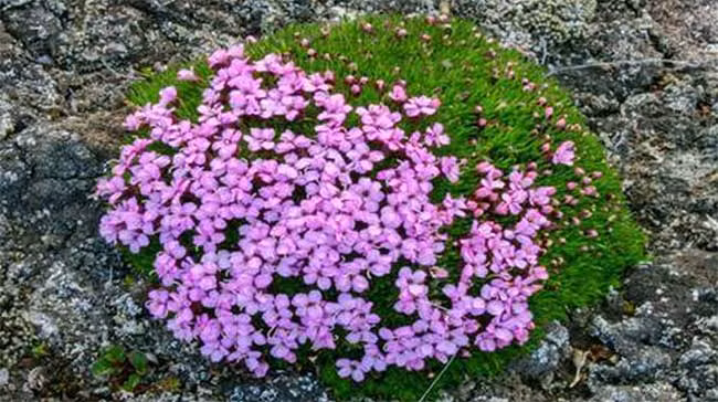 Những cơn gió chết người, cái giá lạnh khắc nghiệt và tình trạng thiếu dưỡng chất ở vùng cực là thử thách lớn đối với cây cối nơi đây.