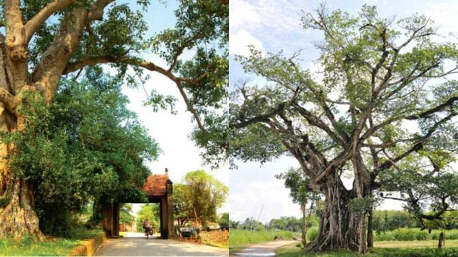  Cây cổ thụ đầu làng: Người xưa khi lập làng thường trồng cây to đầu làng, vừa để đánh dấu làng, vừa lấy bóng mát. Cây cổ thụ chứng kiến lịch sử sự kiện của làng, chào đón người đi người về.